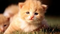 pic for Cute Little Kitten 